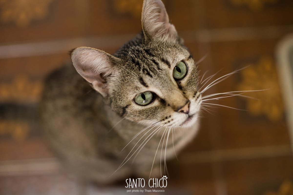 Fotografia Pet LifeStyle de gato