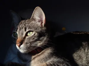 Fotografia Pet: A Tendência que está conquistando Fotógrafos Profissionais e Amadores